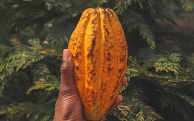 Cacao