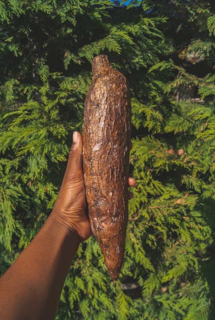 yuca
