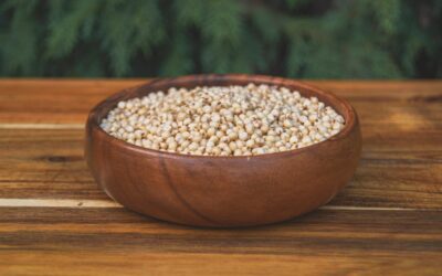 Sorgo