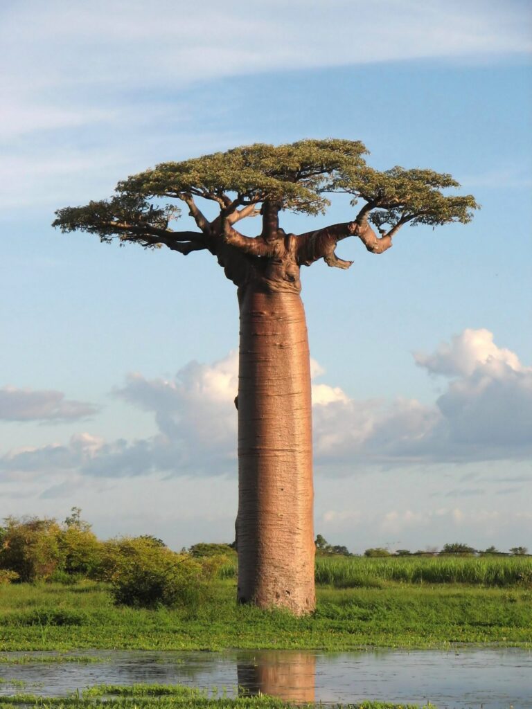 árbol de baobab