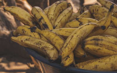 Plátano macho